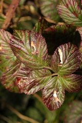 Coptotriche marginea