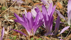 Colchicum montanum