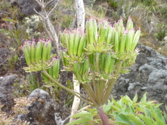 Myrrhidendron maxonii
