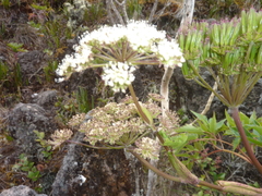 Myrrhidendron maxonii