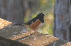 Pipilo erythrophthalmus alleni