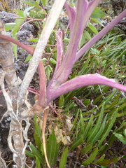 Myrrhidendron maxonii