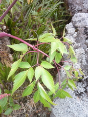 Myrrhidendron maxonii