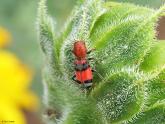 Enoclerus coccineus