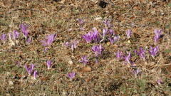 Colchicum montanum
