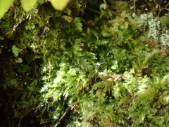 Plagiochila porelloides