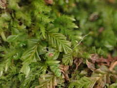 Plagiochila porelloides