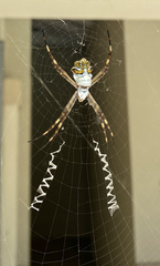 Argiope argentata