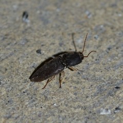 Heteroderes amplicollis