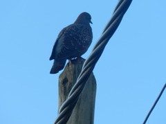 Patagioenas maculosa