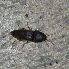 Heteroderes amplicollis