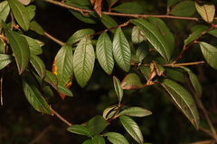 Cotoneaster × watereri