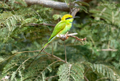 Merops viridissimus