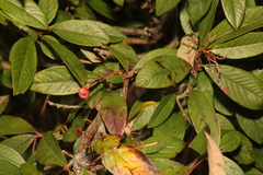 Cotoneaster × watereri