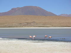 Phoenicoparrus jamesi