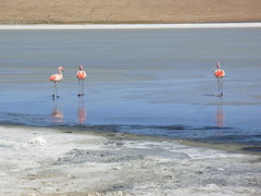 Phoenicoparrus jamesi