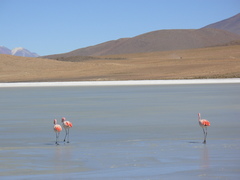 Phoenicoparrus jamesi