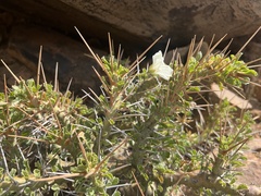 Monsonia