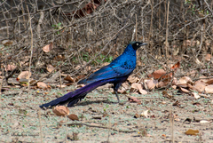 Lamprotornis caudatus