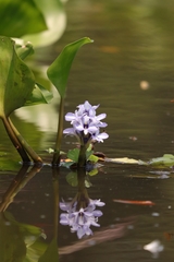 Pontederia azurea