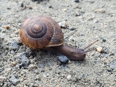 Allogona ptychophora