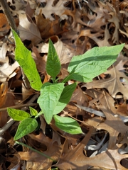 Verbesina virginica