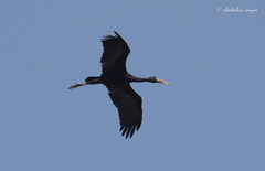 Anastomus lamelligerus