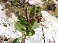 Taphrina