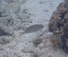Siganus spinus
