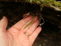 Asplenium trichomanes trichomanes