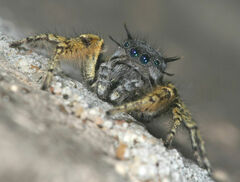 Phidippus mystaceus