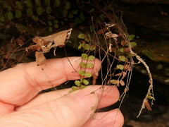 Asplenium trichomanes trichomanes