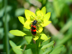 Trichodes nuttalli