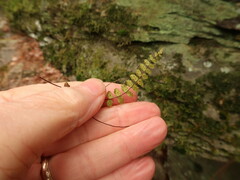 Asplenium trichomanes trichomanes