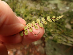 Asplenium trichomanes trichomanes