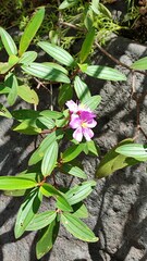 Melastoma malabathricum