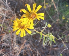 Helianthus angustifolius