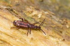 Brentidae