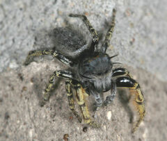 Phidippus mystaceus