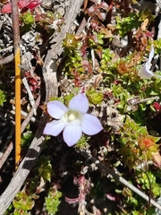 Roella amplexicaulis