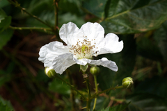 Rubus fruticosus