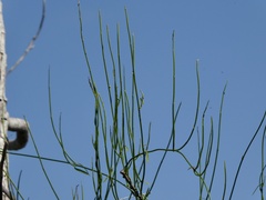 Orthosia scoparia