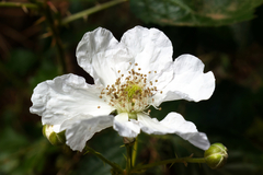 Rubus fruticosus