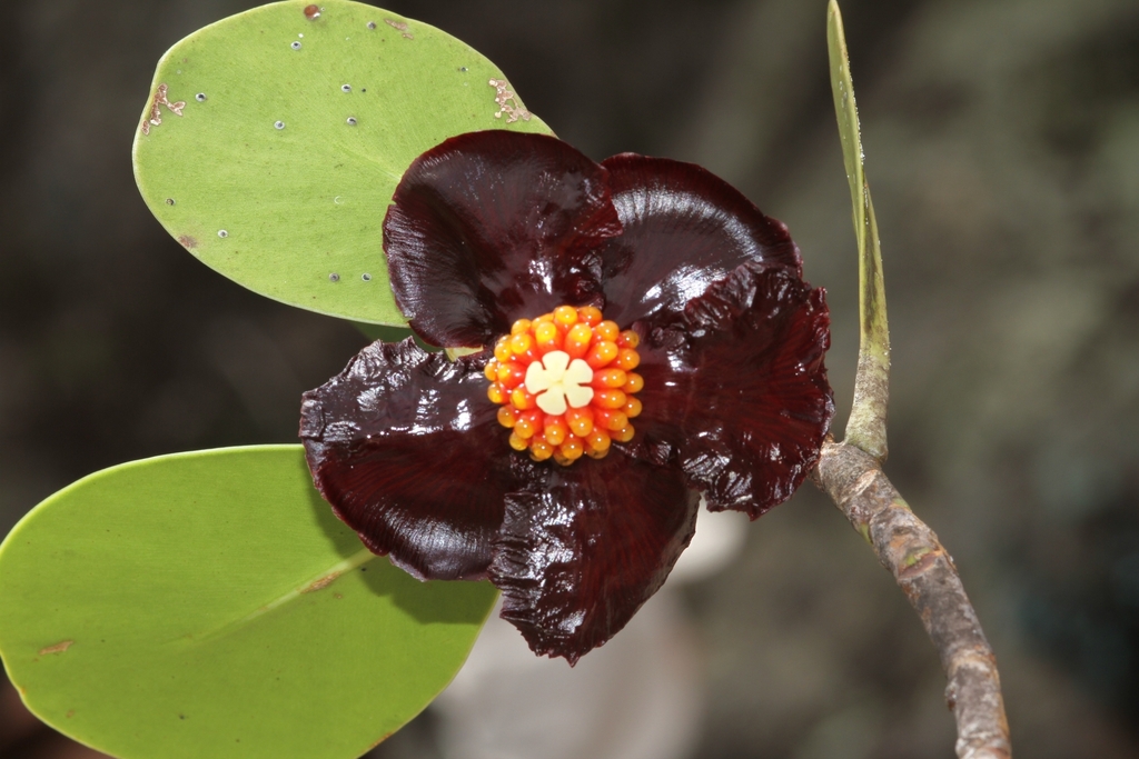 Clusia diamantina (Clusia diamantina)