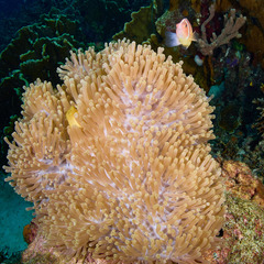 Amphiprion perideraion