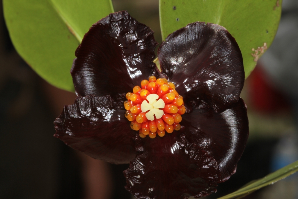 Clusieae