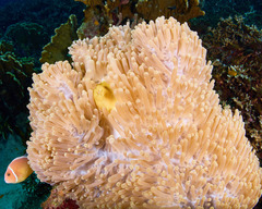 Amphiprion perideraion