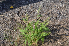 Urochloa ramosa
