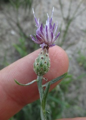 Centaurea borysthenica