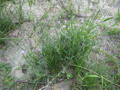Centaurea borysthenica